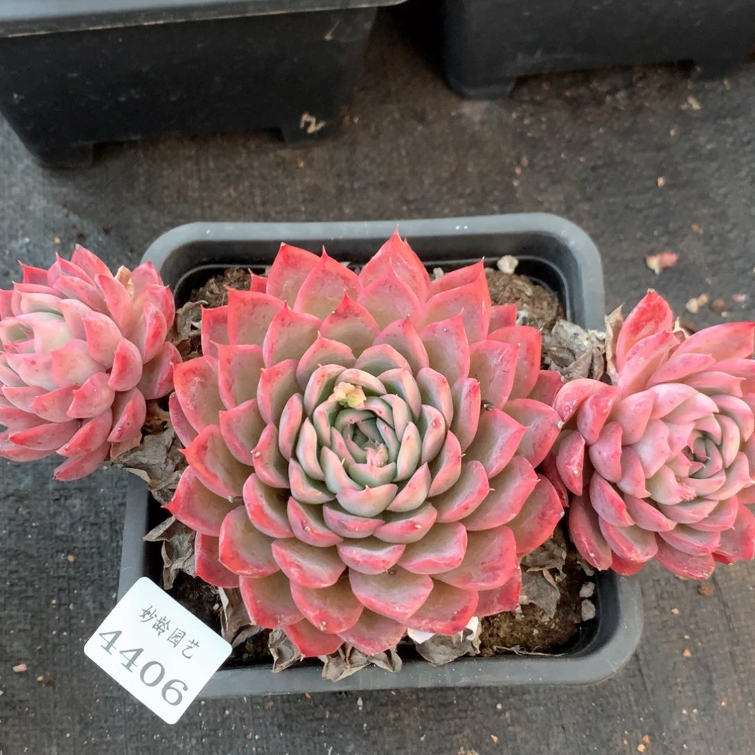 4406瑕疵不售后特价处理