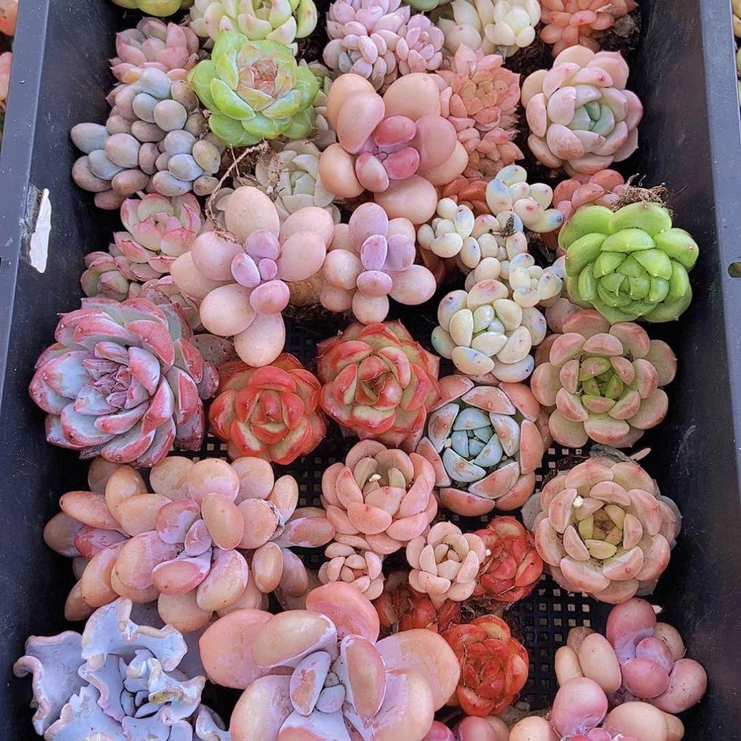 000000000001量拍保底20颗