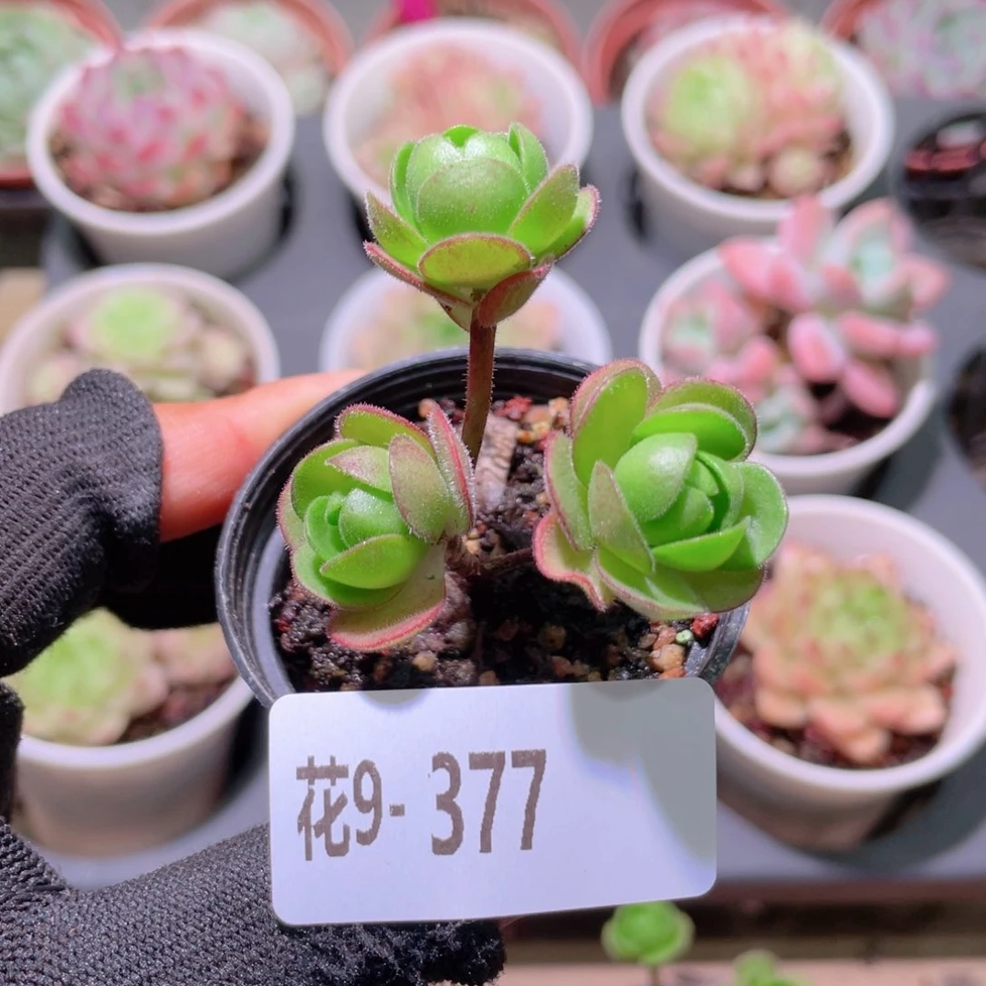 花利美9-377橄榄球玫瑰