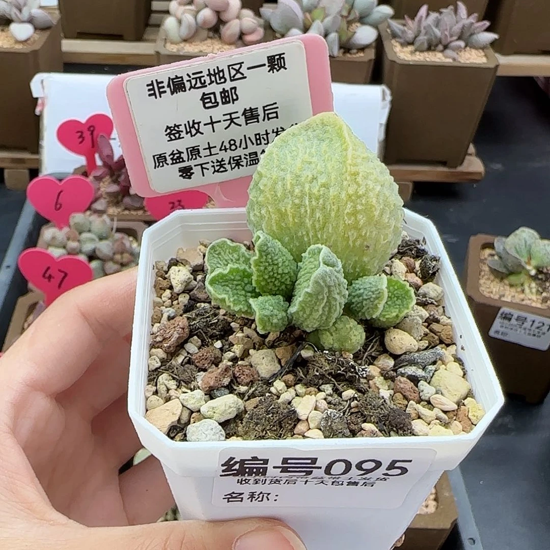 095绿皮多肉植物