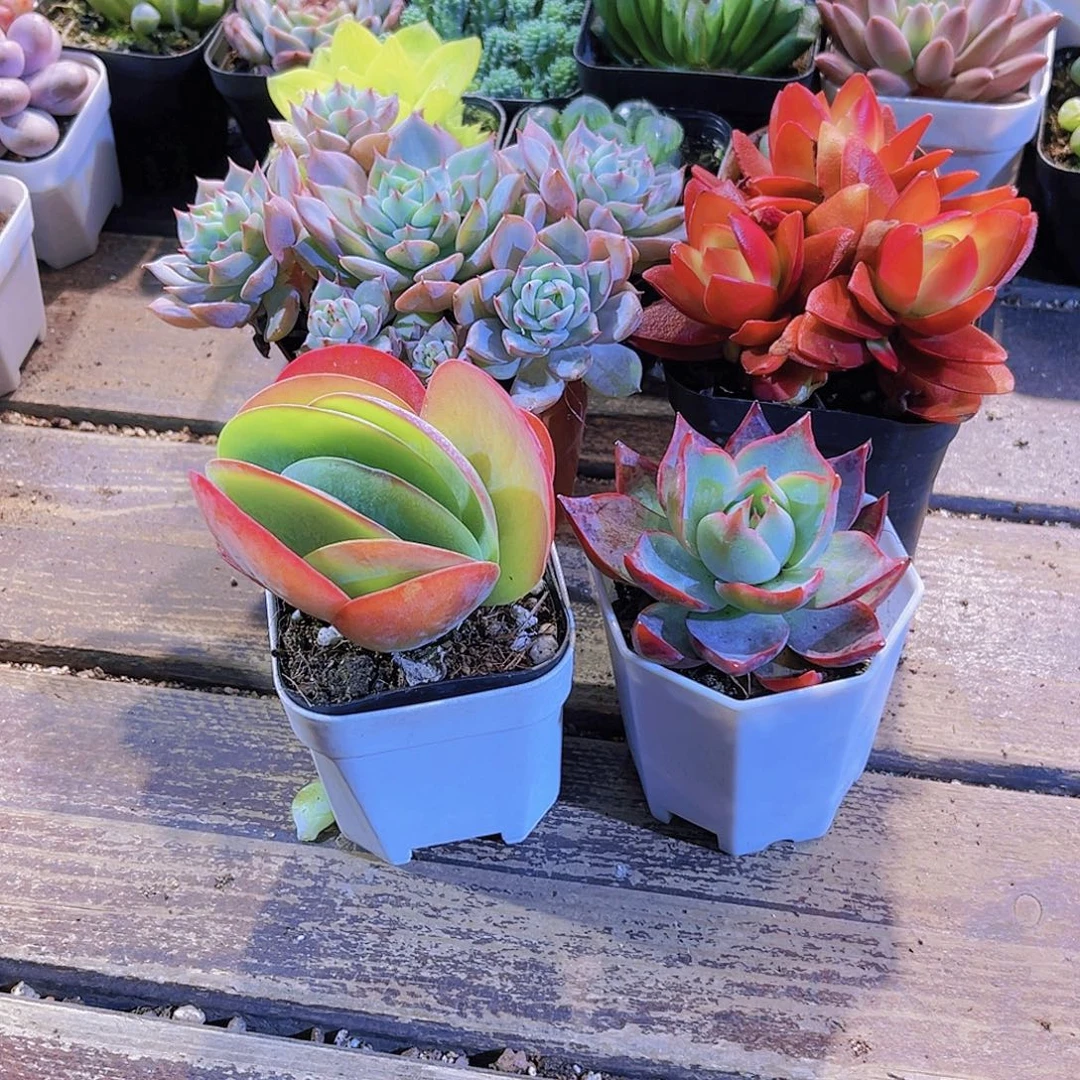 如图四盆111111111111