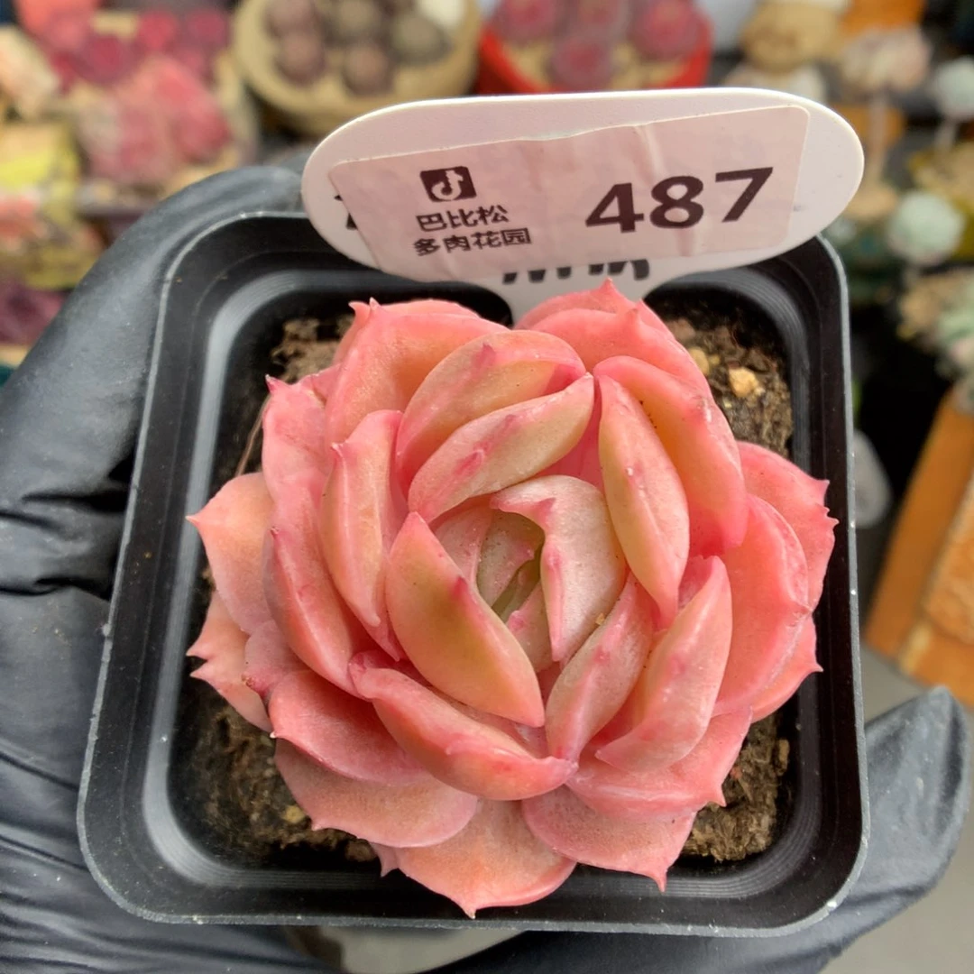 487 昂斯诺石化多肉