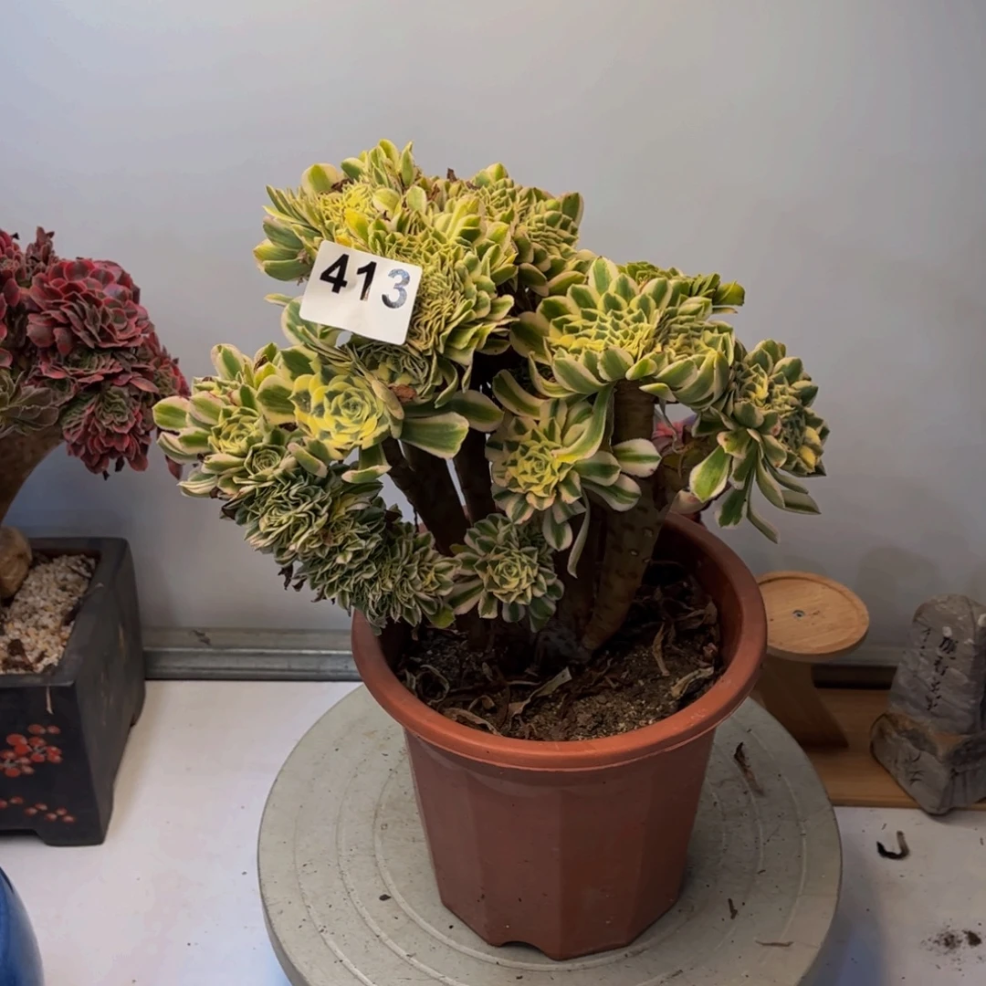 多肉植物迈巴赫缀413