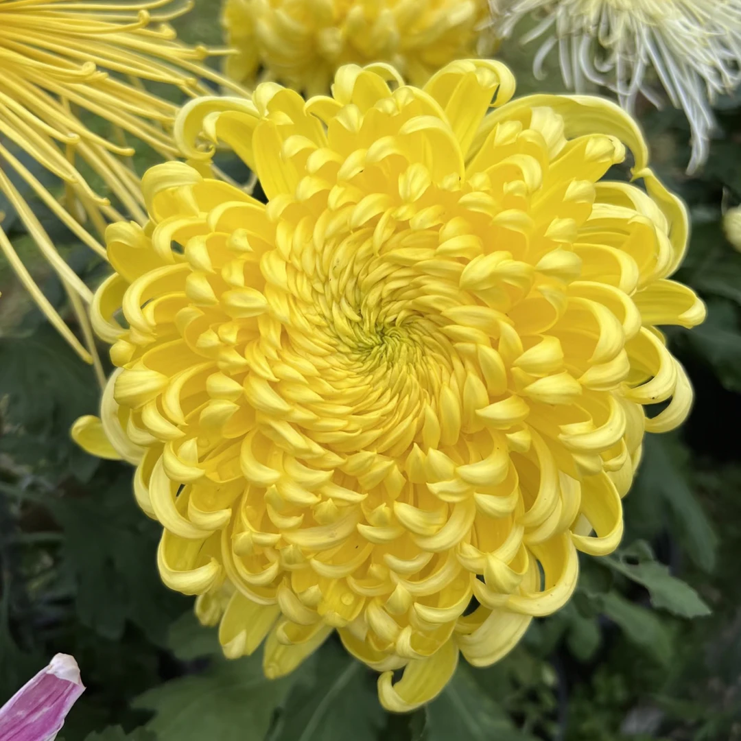 【国华大宝】9月大菊多年生带花苞绿植盆栽适合室内外阳台种植