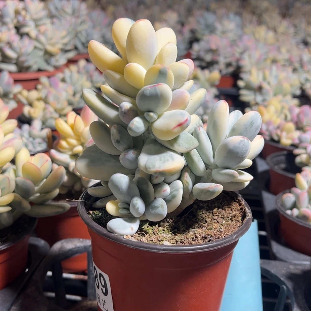 多肉乒乓福娘锦2489号