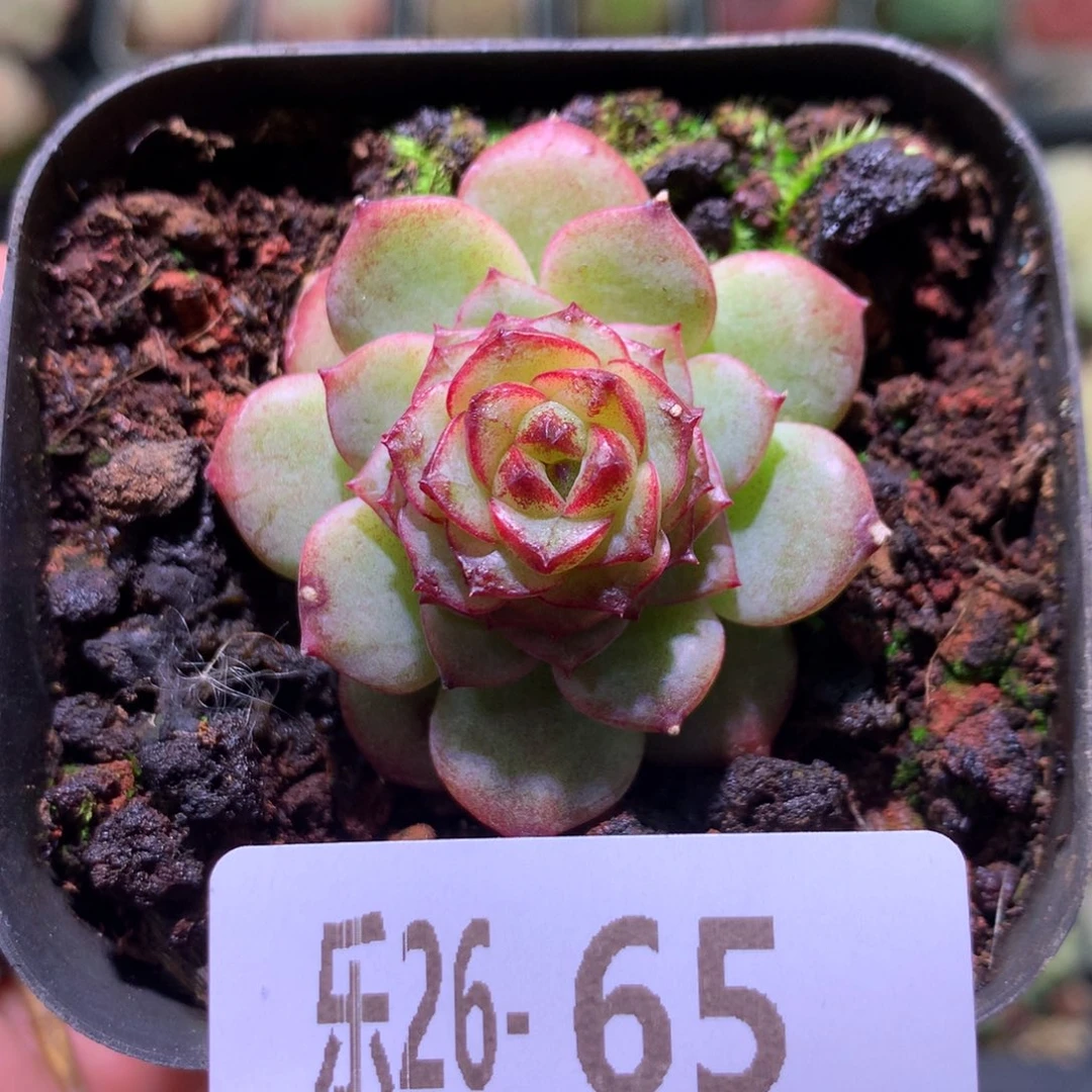 乐然26-65 新品单头