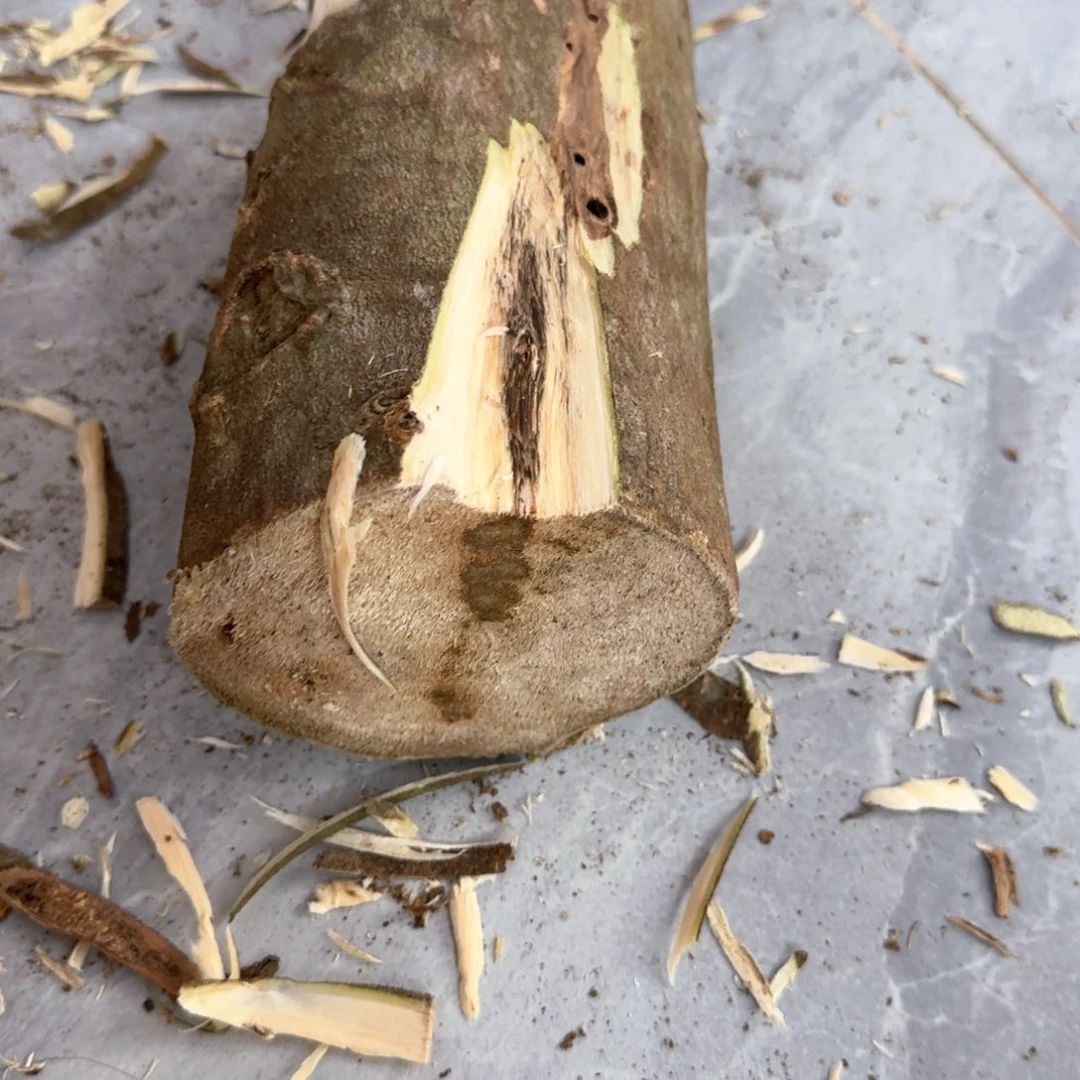 沉香碎屑沉香沉香绿绮楠