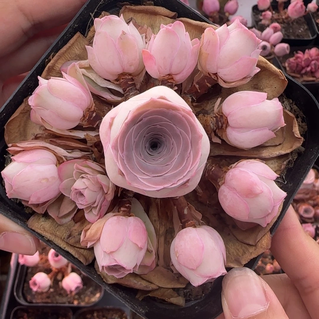 k***gY927半城玫瑰鹿兜