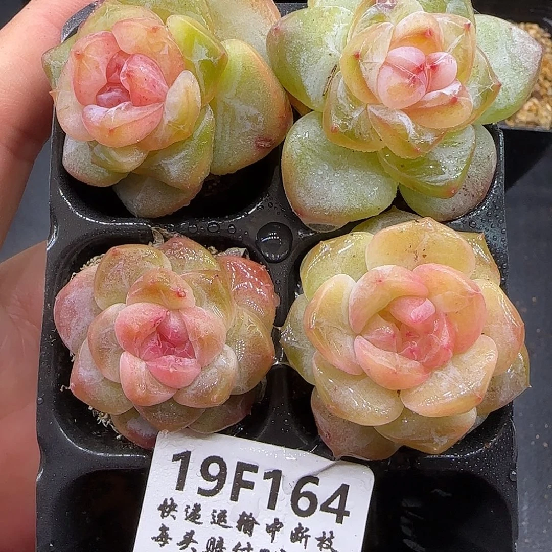 164四颗【满39包邮非偏远】