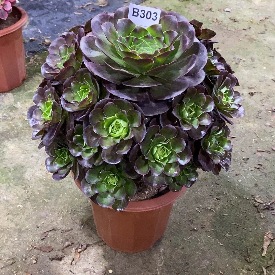 悟**月魅金玫瑰多肉303