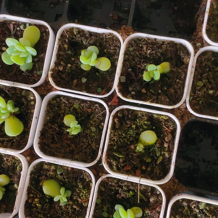 大师姐甜心中盆一个满25包邮