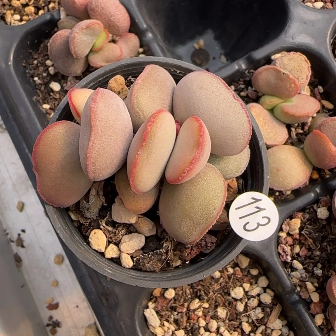 小*妞白肌红蛋多肉水泡113