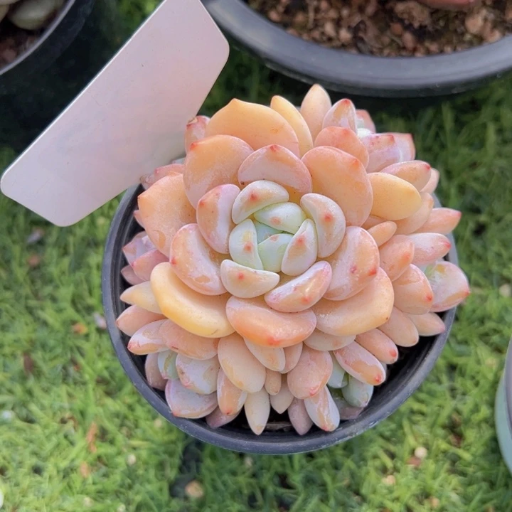 健健康康平平安安