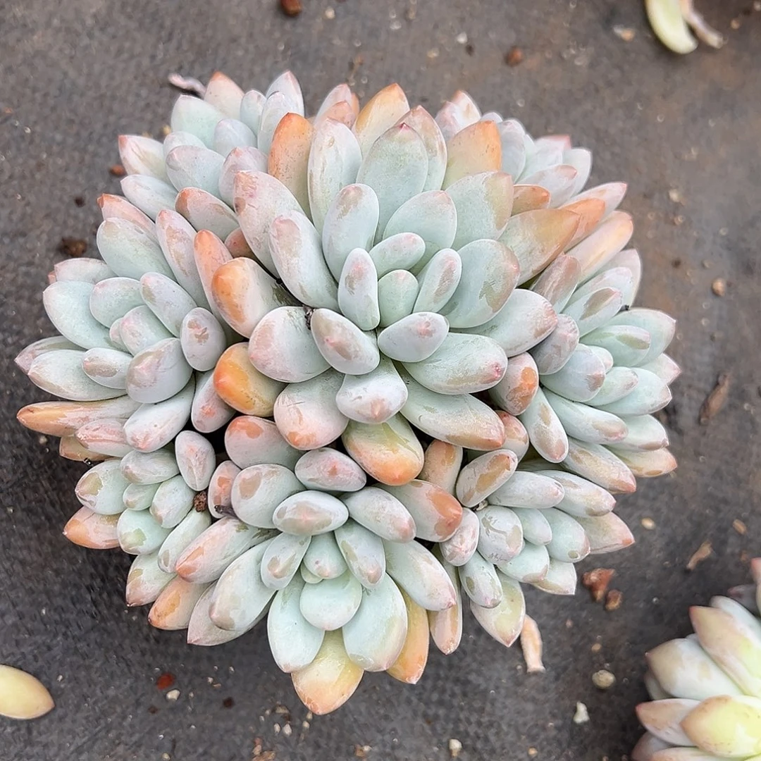 1103113 香水手捧
