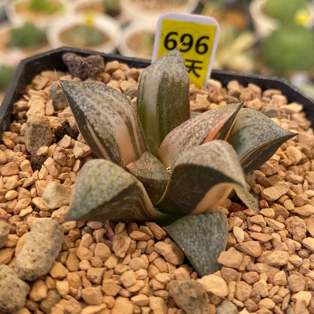 696号特远青蟹锦多肉