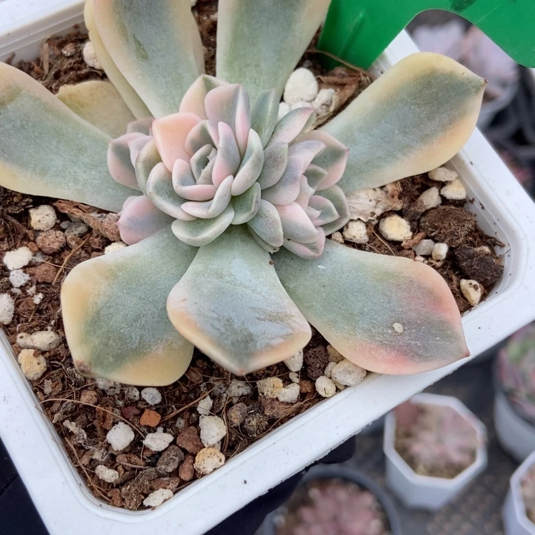 844汉堡锦多肉植物