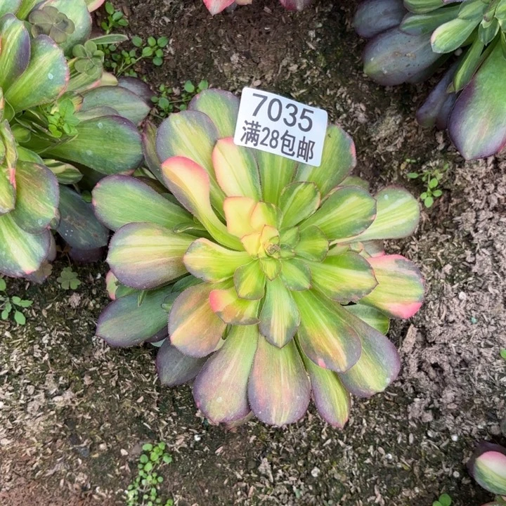 静****）A.  7035七彩拉丝多肉