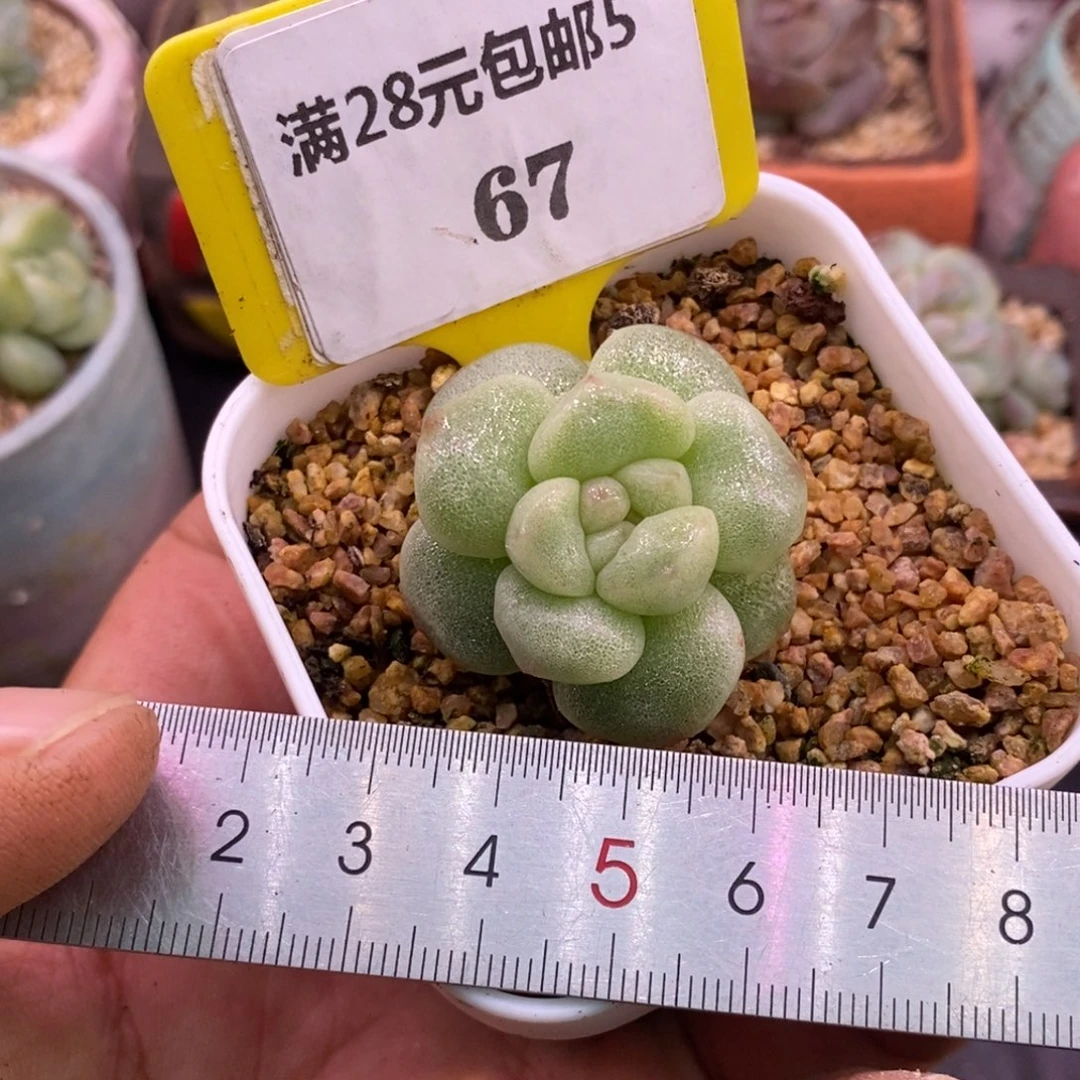 567白拉丝，冰玉石化