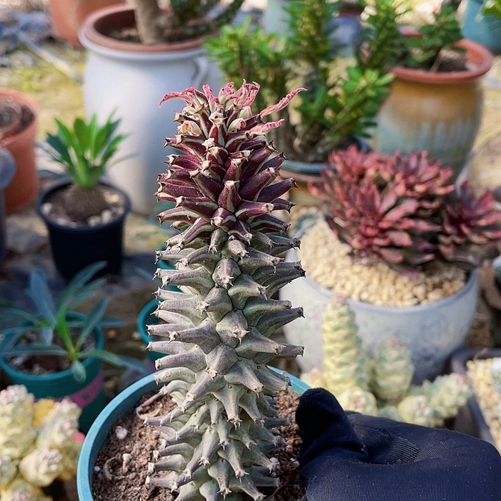 顺***然完全开放紫纹龙带盆土