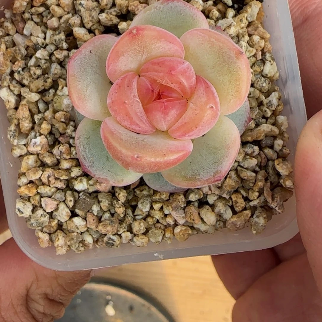 一物一拍麦秆珍妮05056