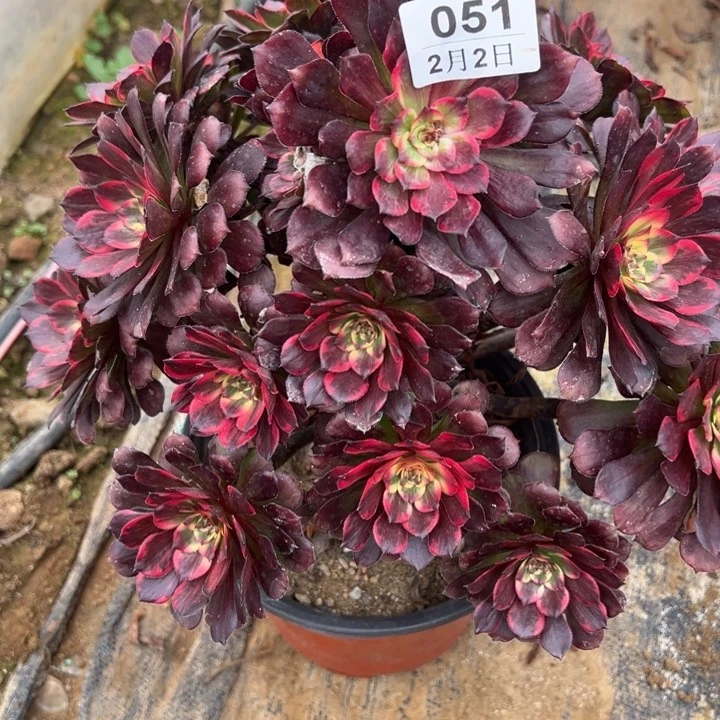 ꧁**꧂2.2-51烟花多肉植物