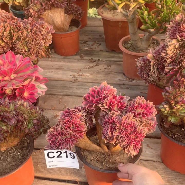 219 粉女巫追多肉法师