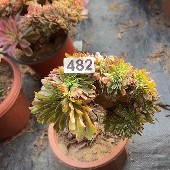 牵***花多肉植物一个有伤482