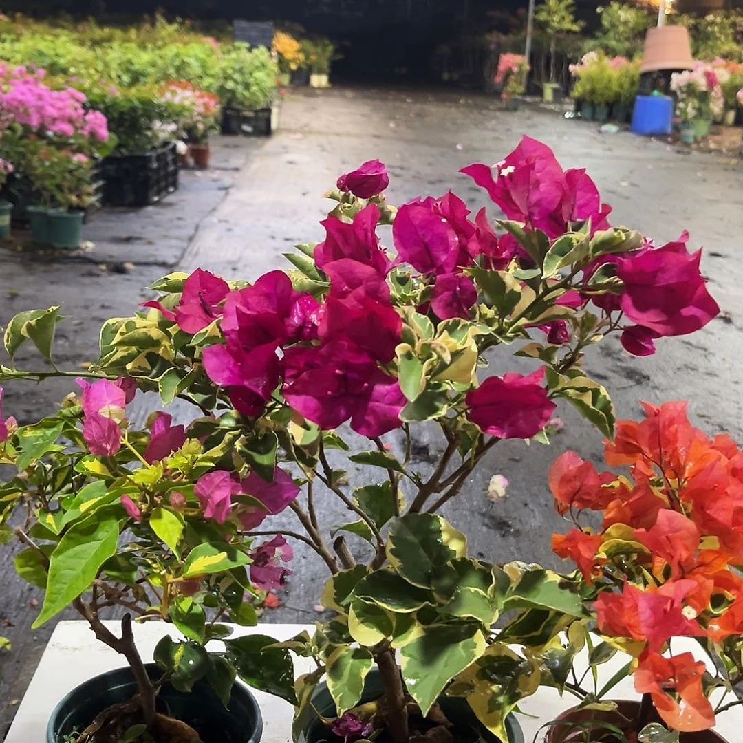 完全开放金心双色，金边蓝月亮，橙冰