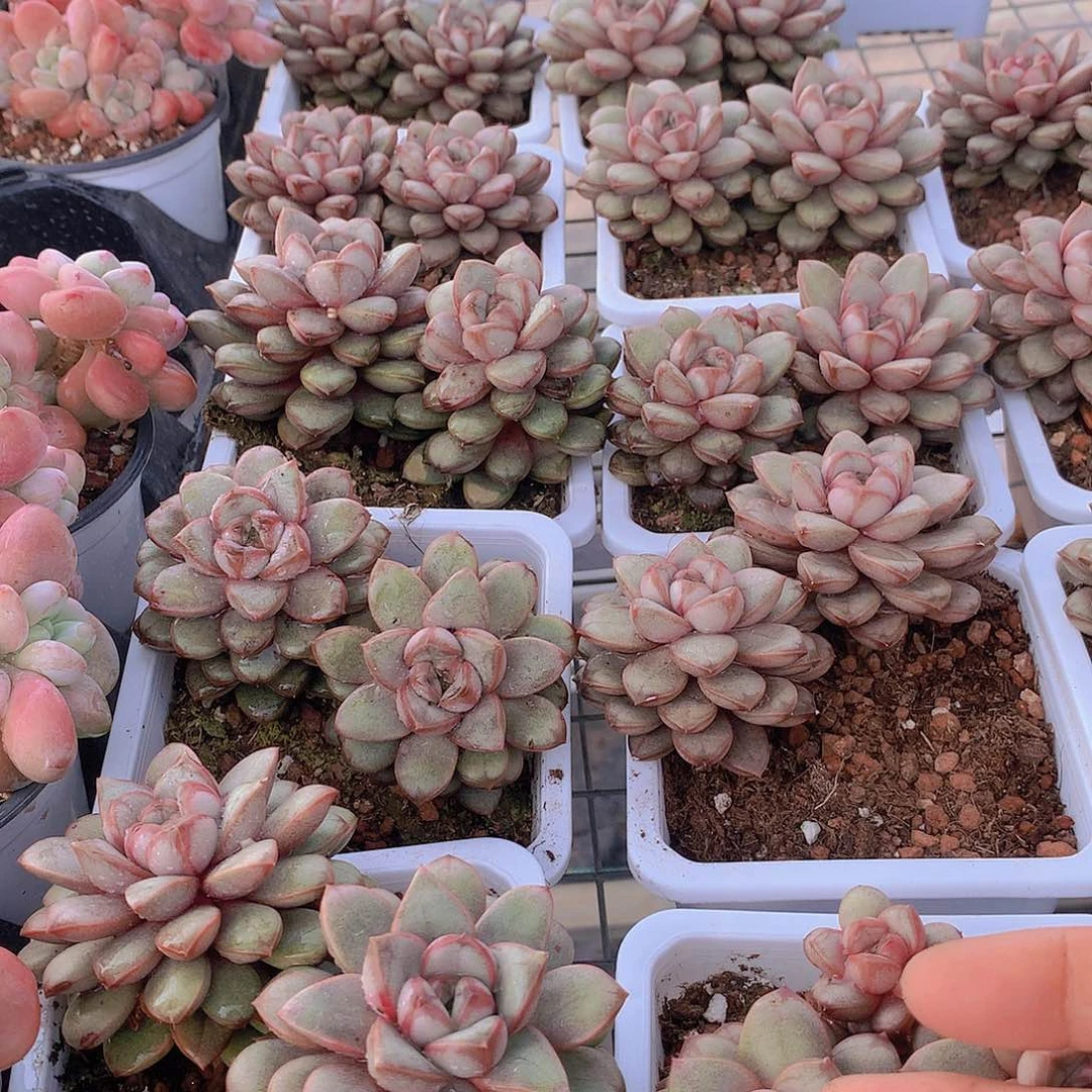 双头葡萄23456789990000