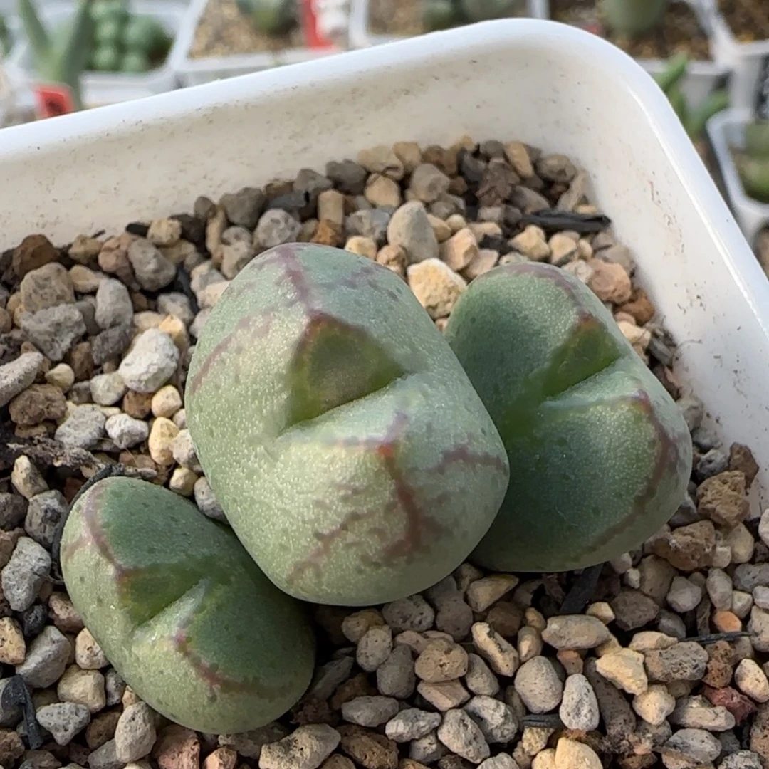 1-4-2-3当天满38包邮雷神杂交脱土