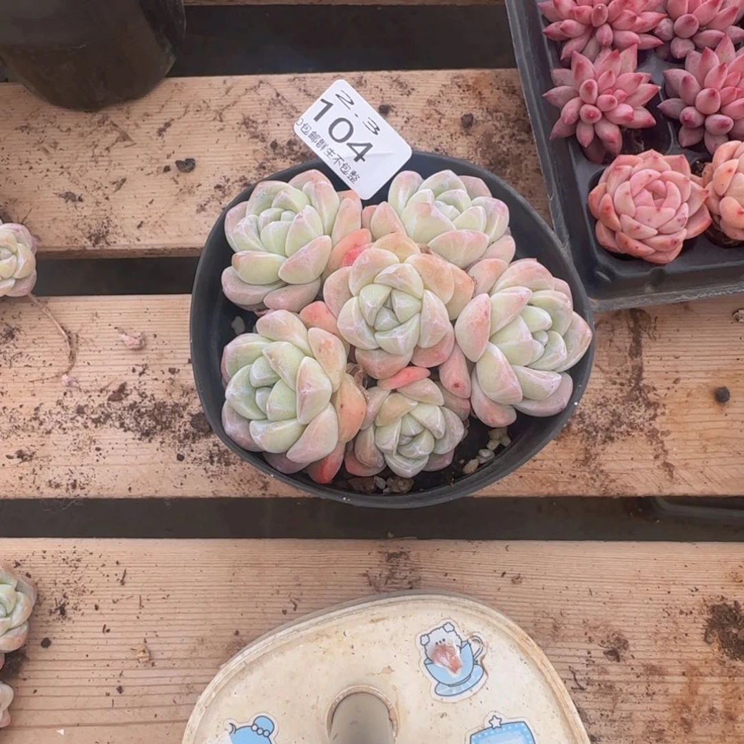 蛇*✨七头白体冰玉一颗脱土