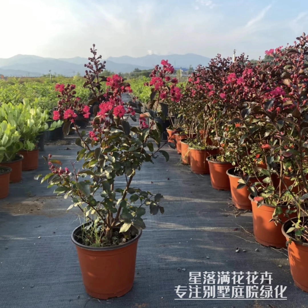 紫薇树苗“樱桃摩卡紫薇｜紫精灵紫薇”紫薇花树苗盆栽地栽别墅庭院