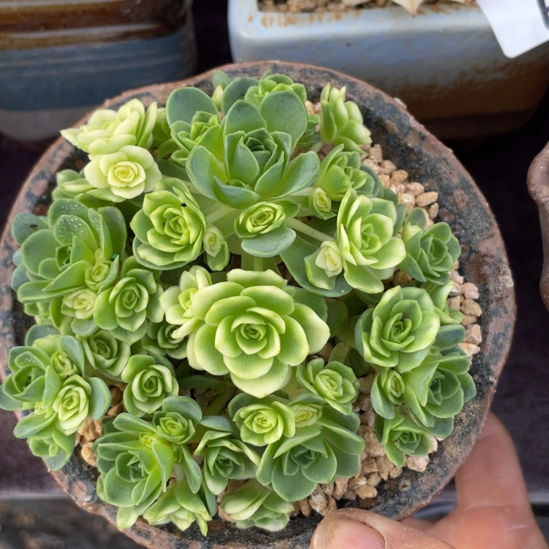 507猫眼玫瑰锦群生多肉植物