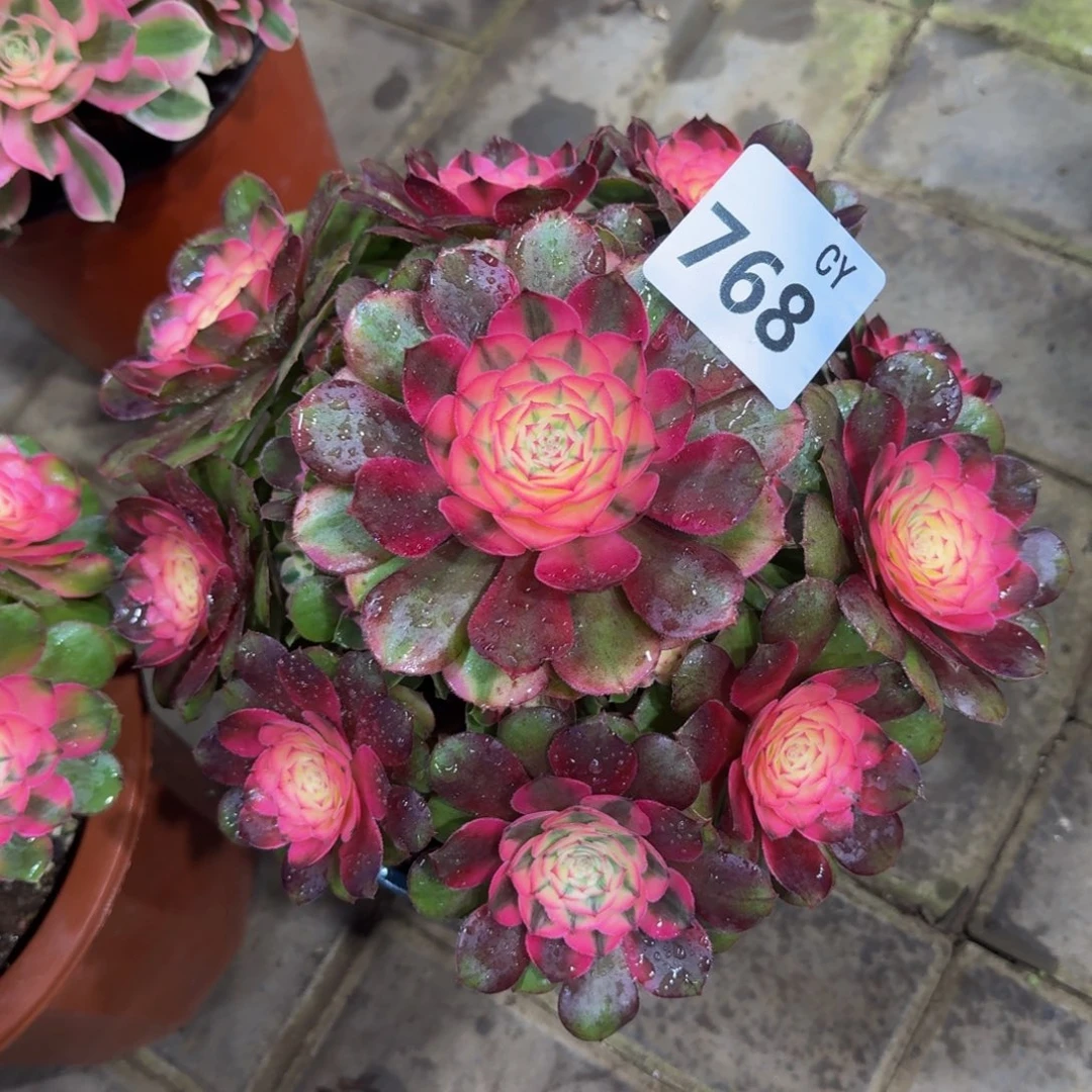 多肉植物768荔枝 法师