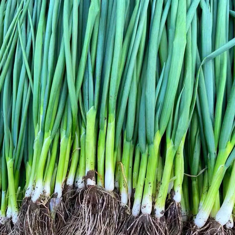 河南小葱种植专用小棵成活率高