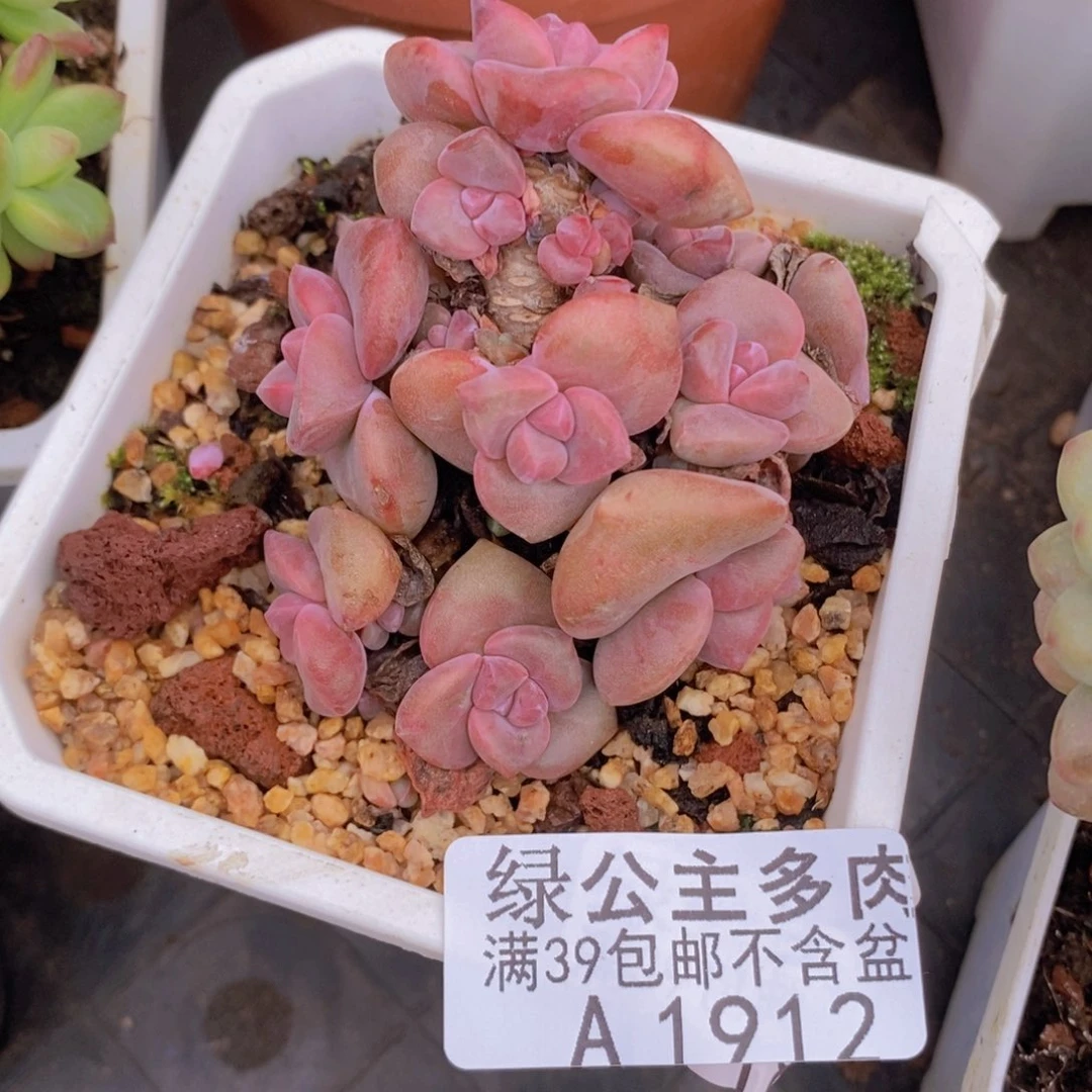 彩虹糖老桩7cm1912多肉植物