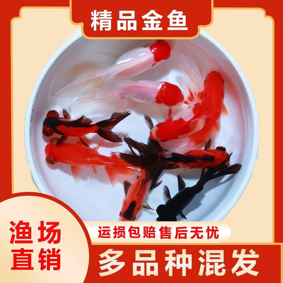 耐活好养国粹金鱼