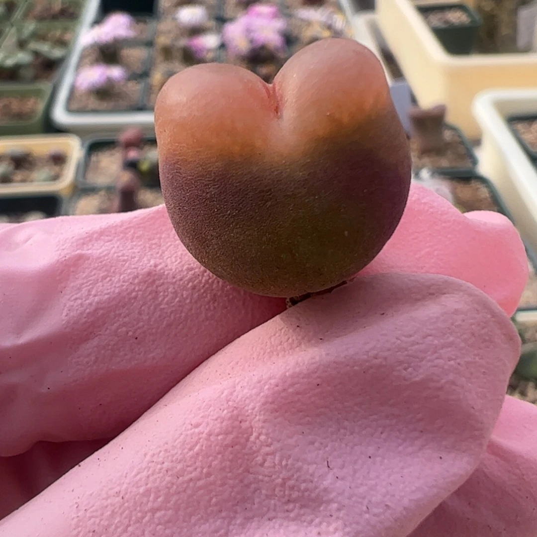 935 好看的多肉冲冲冲q