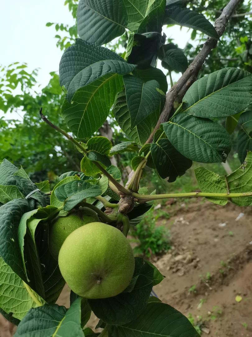 南瓜墩青皮连体，不退不换