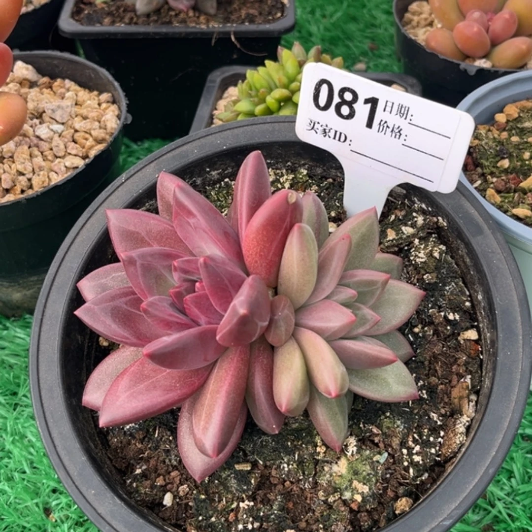 迷雾泡泡变异头81