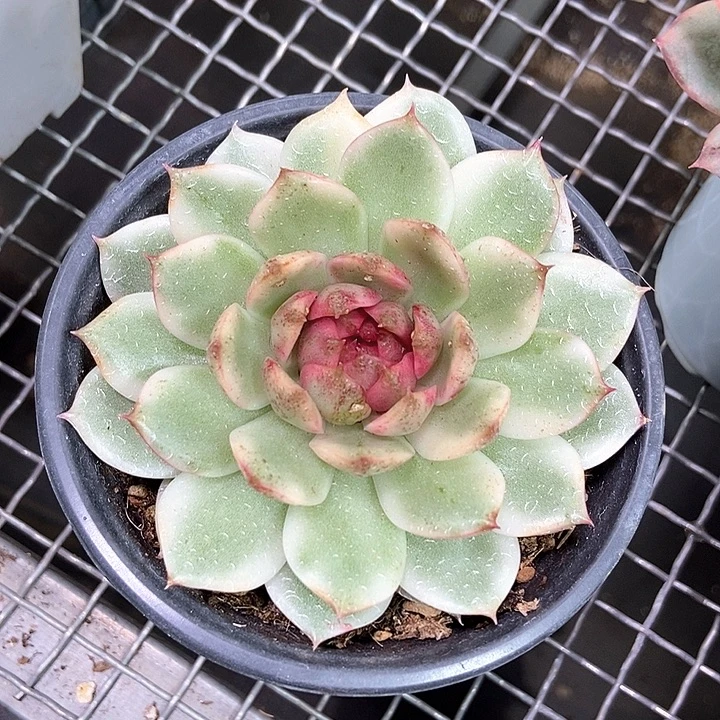 黑水晶玫瑰锦多肉