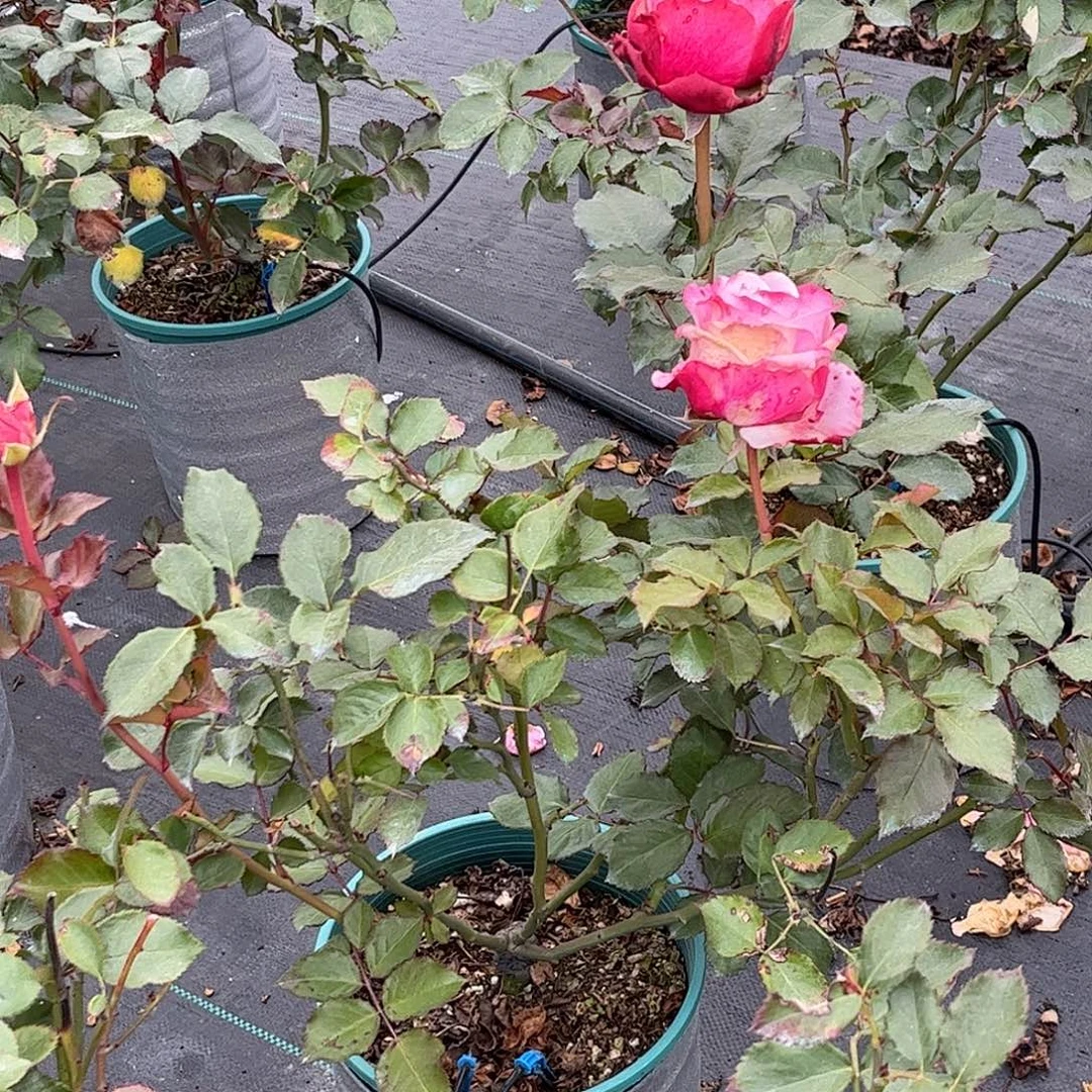 无花朵珍珠项链，1.8加仑土球发货，不保花苞