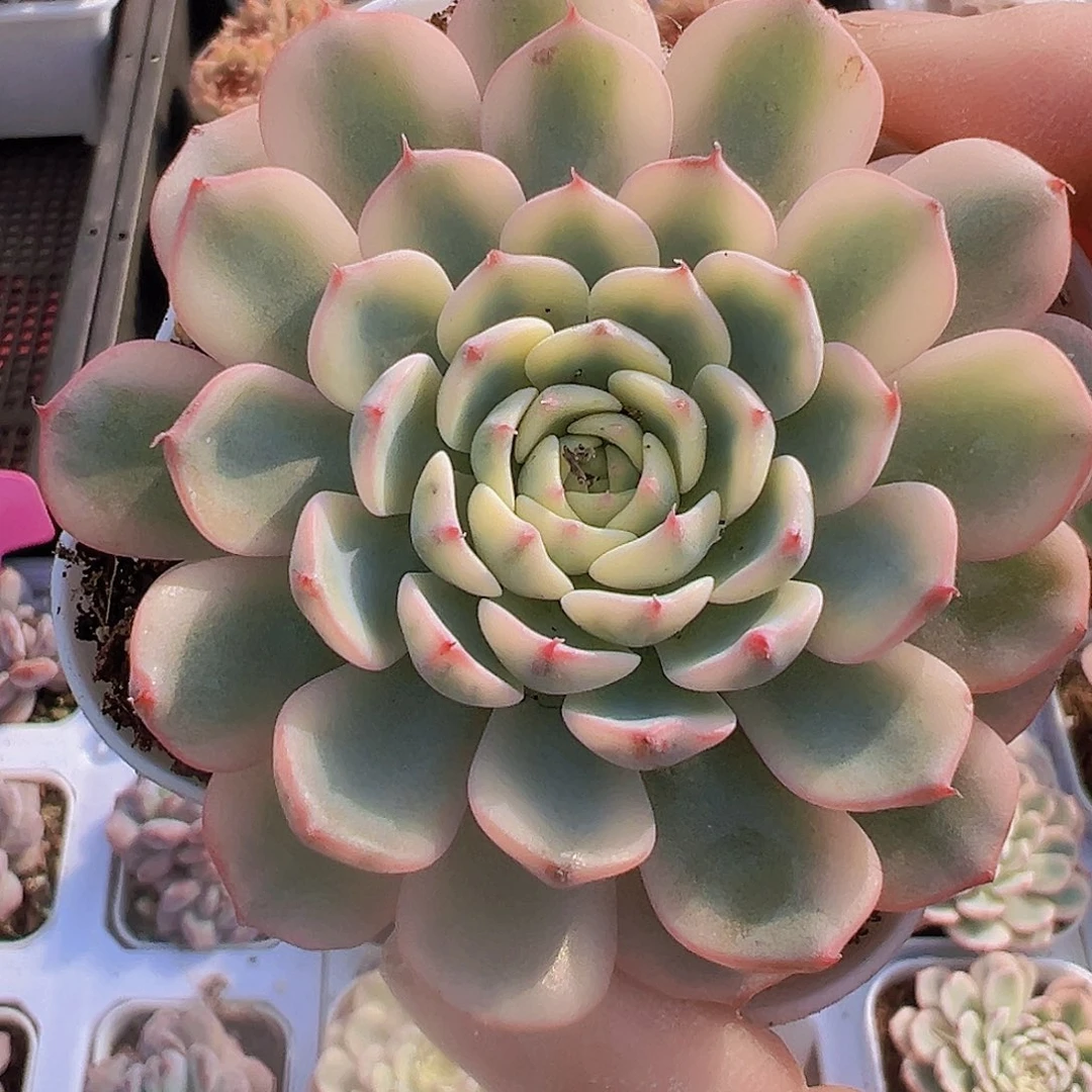 姬莲锦19包邮多肉植物