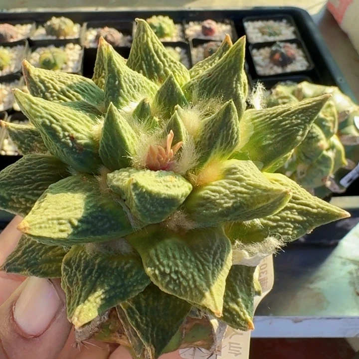 无花朵700螺旋龙牙哥斯拉牡丹