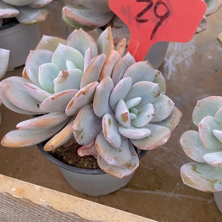 是吗这不还没有下班我