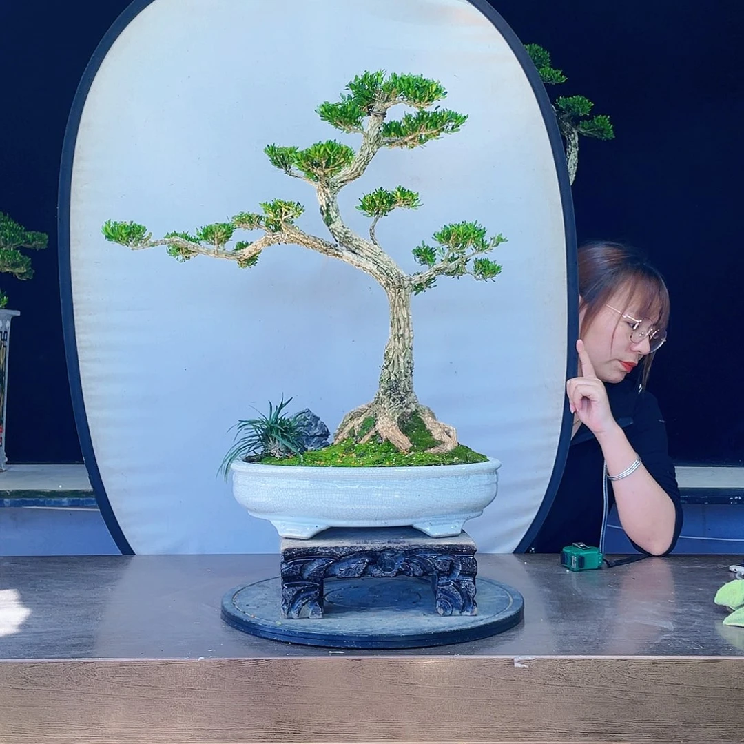 完全开放黄杨盆景四季常青