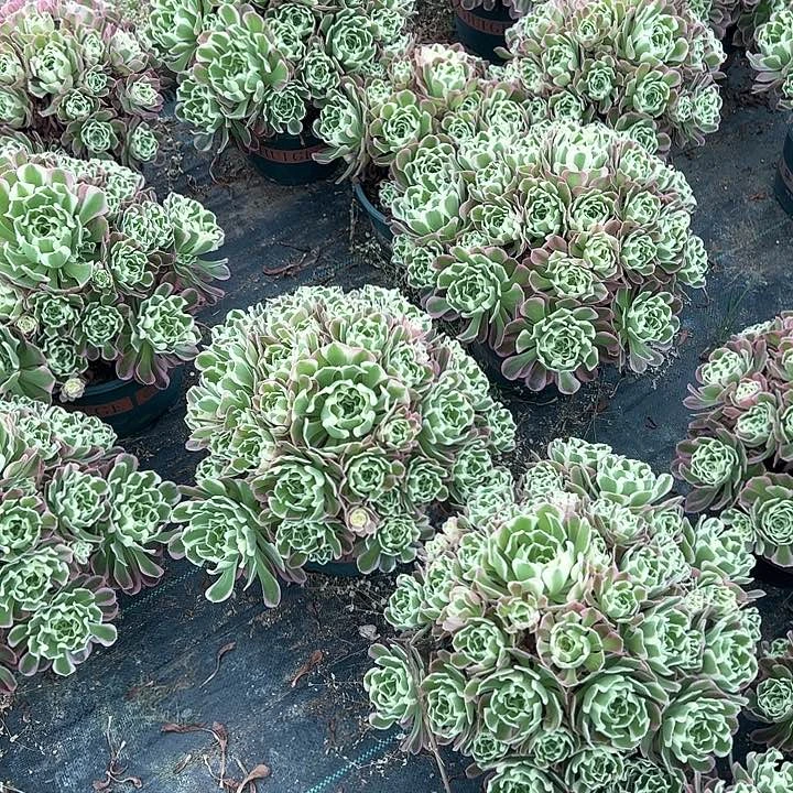 白凤多肉植物量拍