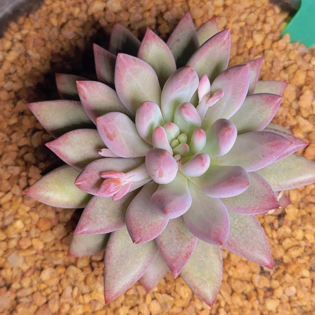 冬**雪冬天的雪寄养11111111111111