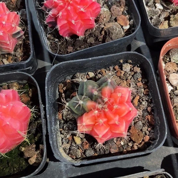 糖球锦zzzzzzzzzzz