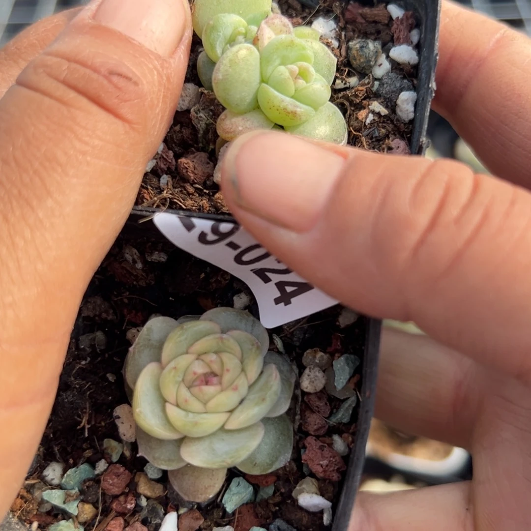 想***·小卡拉米糖心一物一拍29-24